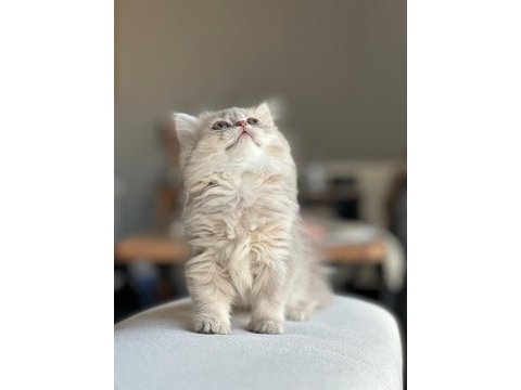 A kalite ayı surat gold british shorthair yavrular
