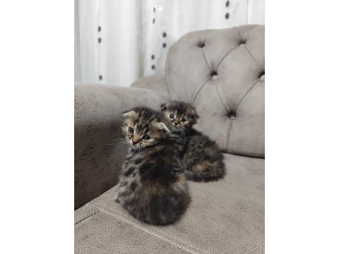 Kedilerimize yuva arıyoruz
