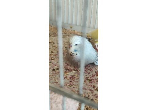 Yeme düşen muhabbet kuşu yavrular
