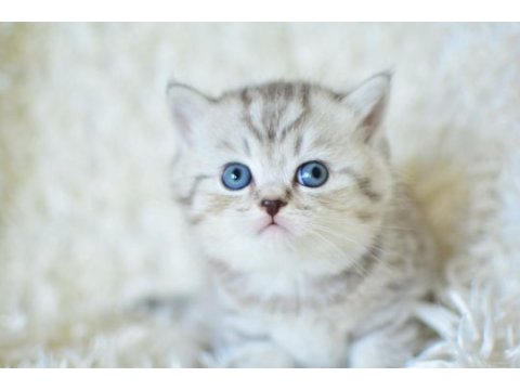 Plus kalitede silver ns24 british shorthair