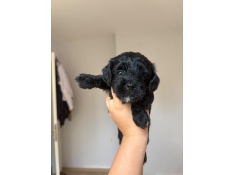 Maltipoo yavruları