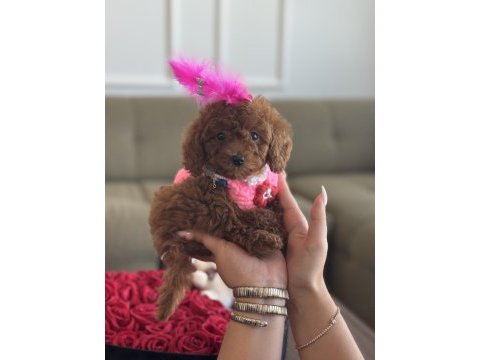 Micro poodle bebeğim luma