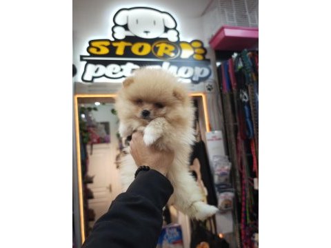 Pomeranian erkek yavru 2 aylık