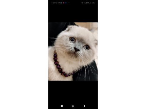 Scottish fold blue point dişi