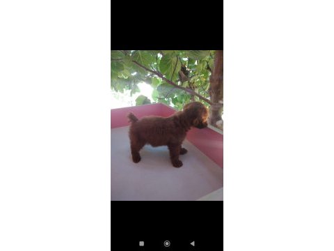 Tuvalet eğitimli erkek toy poodle yavrular