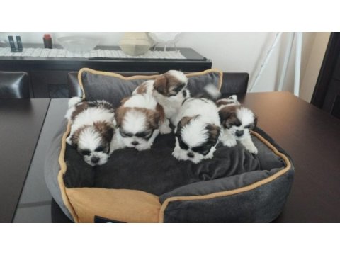 40 günlük ırk garantili shih tzu yavrular