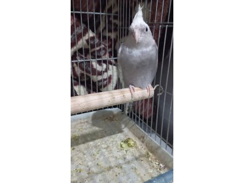 A kalite 10 numara wifi sultan papağanı yavru