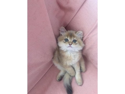 British golden longhair erkek
