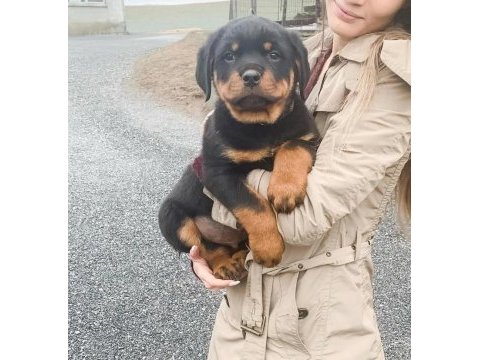 Evinizin yeni üyesi rottweiler kapıda ödeme vardır
