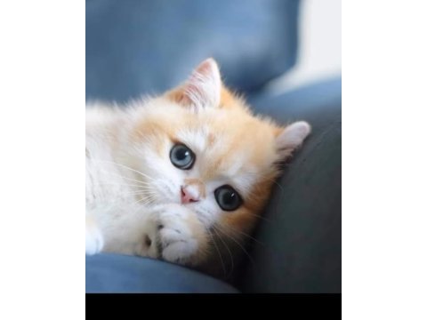 Safkan british shorthair blue ve golden yavrular