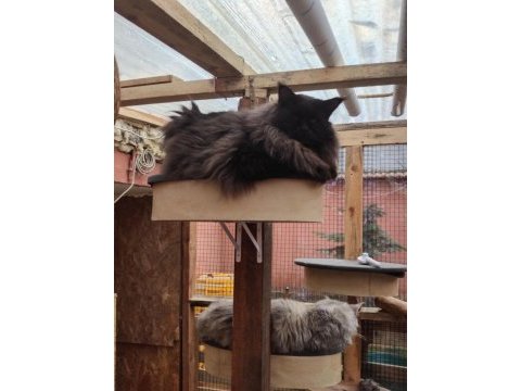 Maine coon kedisi