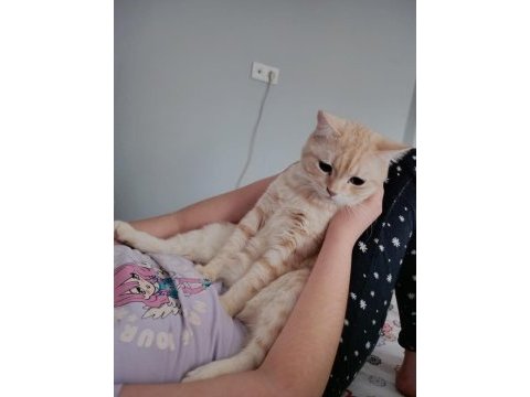 Yetişkin dişi kedimiz 1.5 puan
