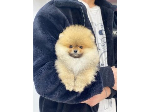 Teddy bear pomeranian adana da görüp almak isteyenlere