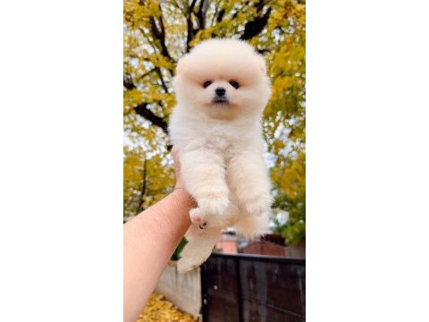 Ayı surat pomeranian yavrularımız ırk garantili