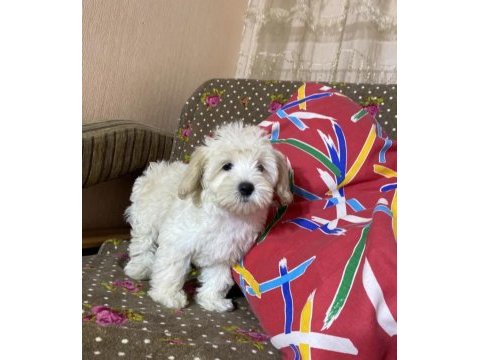 Şahane maltipoo patiler