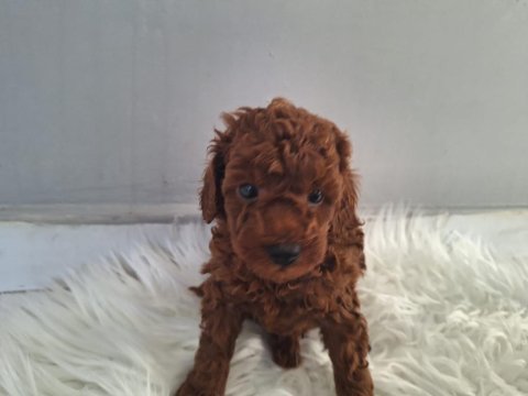 Minnoş poodle kızlarımız