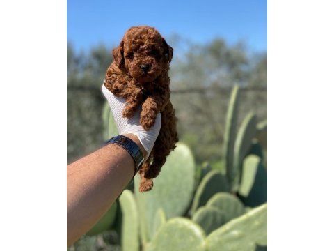 Kilo garantili red toy poodle