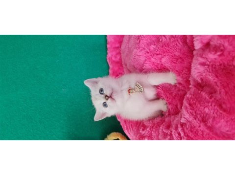 British shorthair blue point yavrularımız hazır
