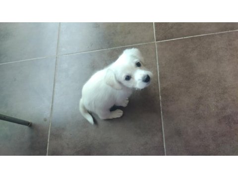 Morkie terrier