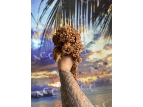 Kore orjinal kilo ırk garantili poodle