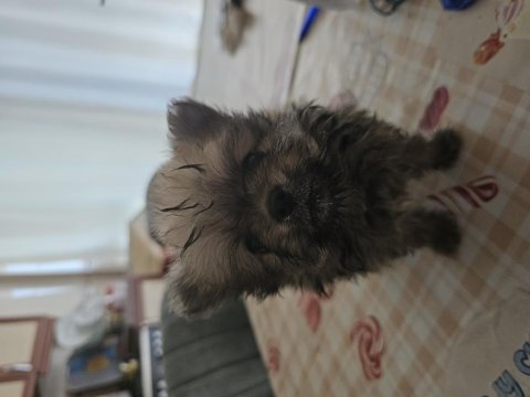 Ukraynalı anneden 2 aylık pomeranian