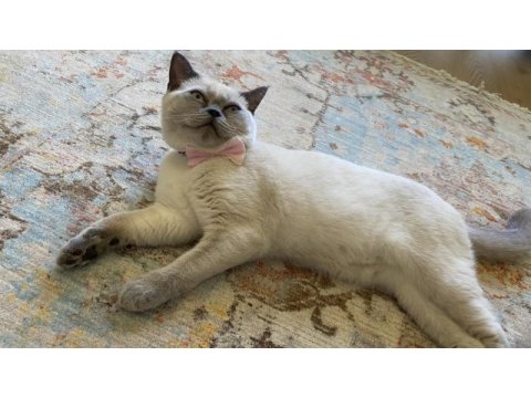 7 aylık bluepoint dişi british shorthair