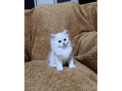 British longhair silverpoint kızımız