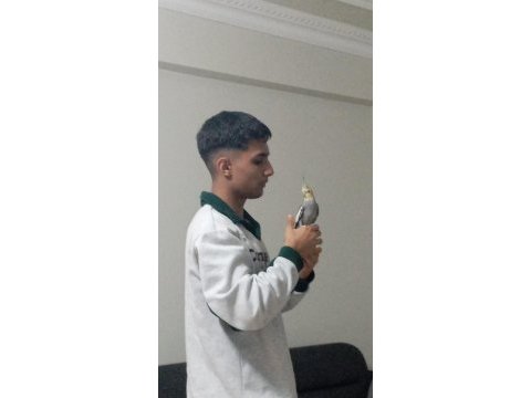 1 yaşında dişi sultan papağanı