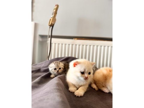 Muhteşem renkte british shorthair ve scotish fold yavrular