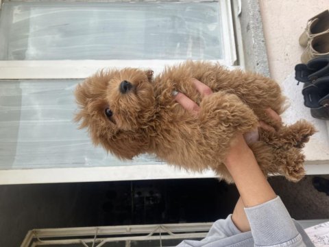 Mini boy maltipoo oğlumuz