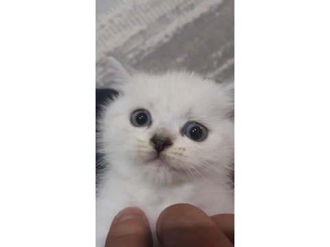 British shorthair 55 günlük