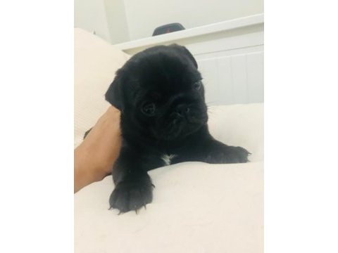 Safkan orjinal siyah pug yavruları