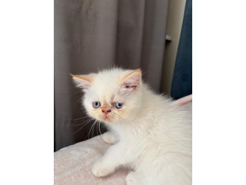 Show kalite ırk garantili bebek kedimiz
