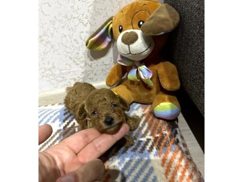Dünya tatlısı peluş tadında bebek köpekler