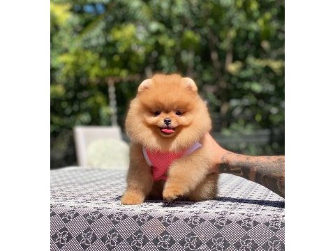 Show kalite pomeranian bebeklerim