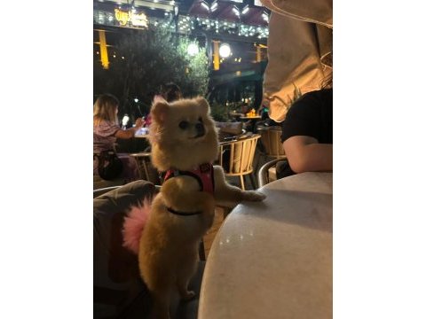 1.5 yaş dişi pomeranian