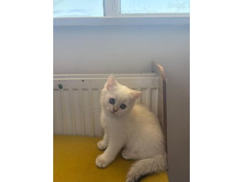 British shorthair kedisi