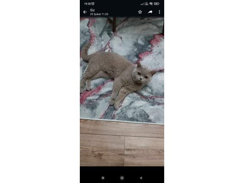 British shorthair oyuncu ve uysal