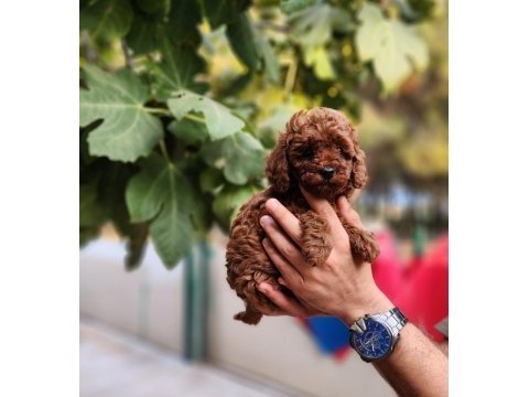 Çiftliğimiz de poodle yavrularımızı görebilirsiniz
