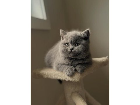 British shorthair yavruları 