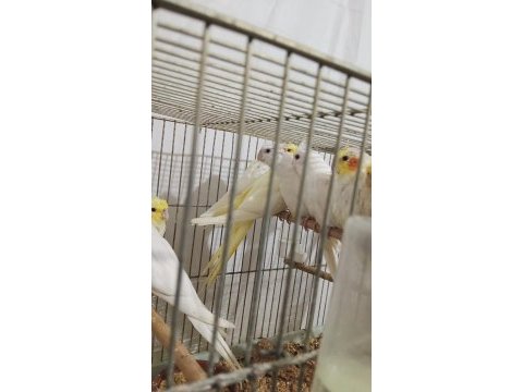 45 günlük evcil albino ve lutino sultan papağanı yavrular