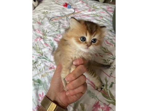 Safkan british longhair yavrular yuva arıyoruz