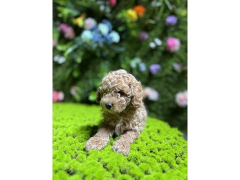 Sevimli toy poodle bebek köpekler