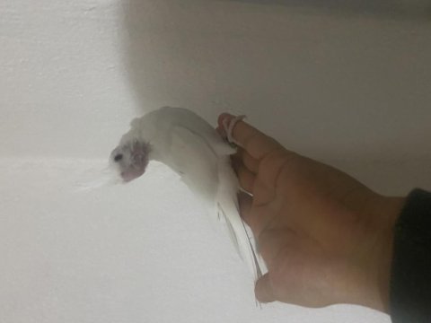 Evcil sultan papağanları yeme düştü