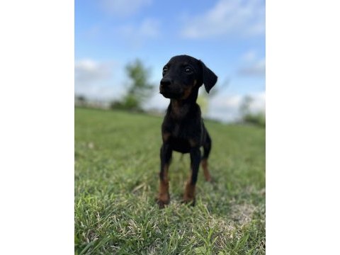 Doberman yavruları yeni yuvalarına gitmeye hazırlat