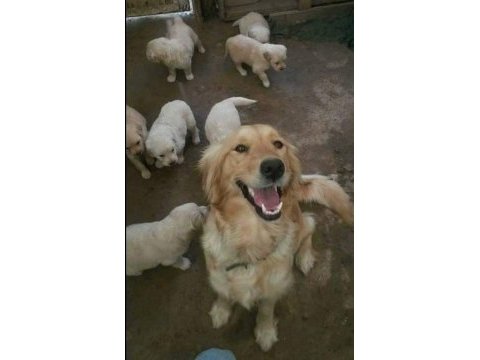 Golden retriever yavrular