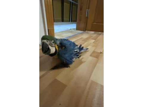 Orman bakanlığı belgeli yavru evcil sarı macaw papağanı