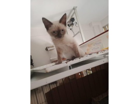Scottish fold yavrularımız yeni sahibini bekliyor
