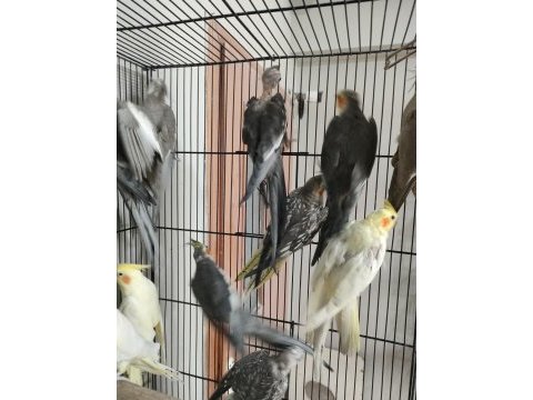 Damızlık tecrübeli sultan papağanı