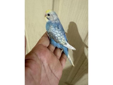 Son bir haftada yeme düşen çekoslovak bebek kuşlar
